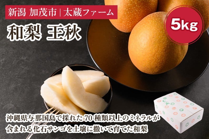 
            【2026年先行予約】和梨 王秋 5kg（5～8玉）《11月中旬～順次出荷》 おうしゅう 梨 果物 フルーツ 新潟県 加茂市 太蔵ファーム
          