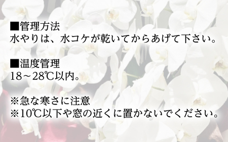 ★胡蝶蘭(生花)★5本又は7本立ち【9号鉢】[0139]
