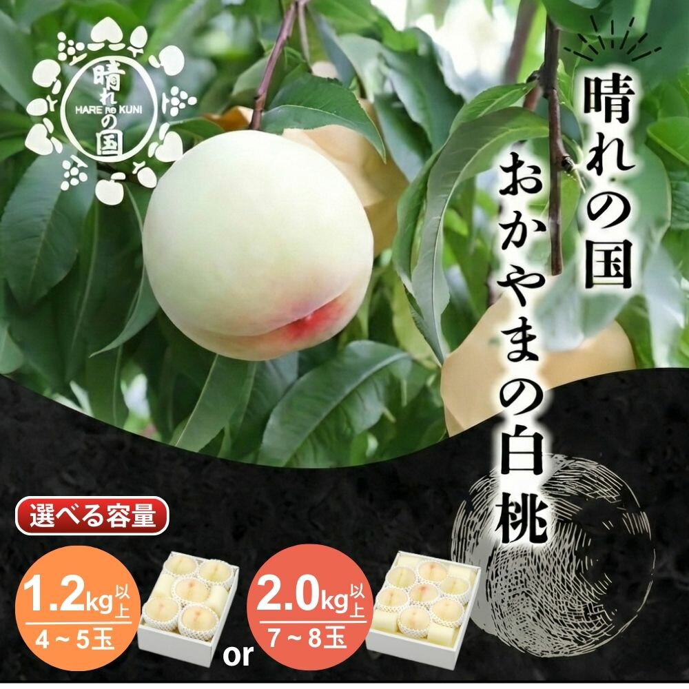 【ふるさと納税】【先行予約】【選べる容量】晴れの国おかやま 白桃 1.2kg～2.0kg【8月中旬～9月上旬発送】【021-a026/021-a027】桃 もも モモ はくとう フルーツ 果物 朝採り 旬 岡山県産 産地直送 産直 送料無料 鏡野町
