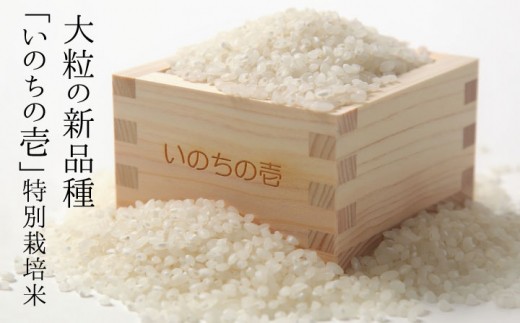 《先行予約》大粒新米 令和8年産 いのちの壱10kg×12ヶ月 12回 計120kg 定期便 / 特別栽培米 10キロ 玄米 対応可能 米 定期 10kg 12カ月 12ヵ月 1年 龍の瞳 品種 米 ご飯 ごはん こめ コメ 新米 飛騨市