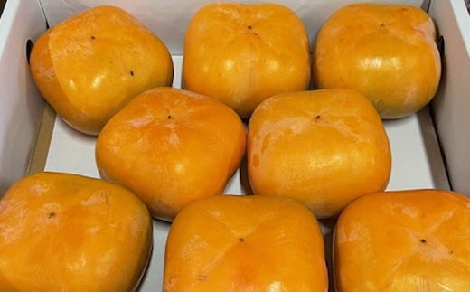 【2026年秋・発送分！】大玉サイズ 平たねなし柿「クイーンパーシモン」約4kg （10玉～12玉おまかせ）【2026年10月中旬から2026年11月上旬頃発送】【tec975A】