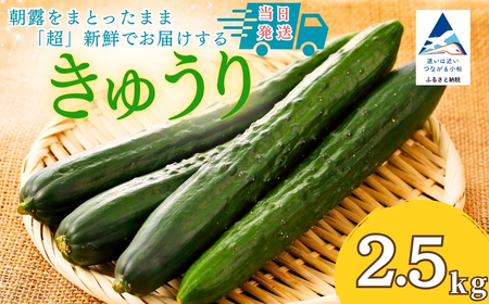 きゅうり 2.5kg(25本以上) きゅうり 野菜 | 石川県 小松市 JAあぐり ar007m02