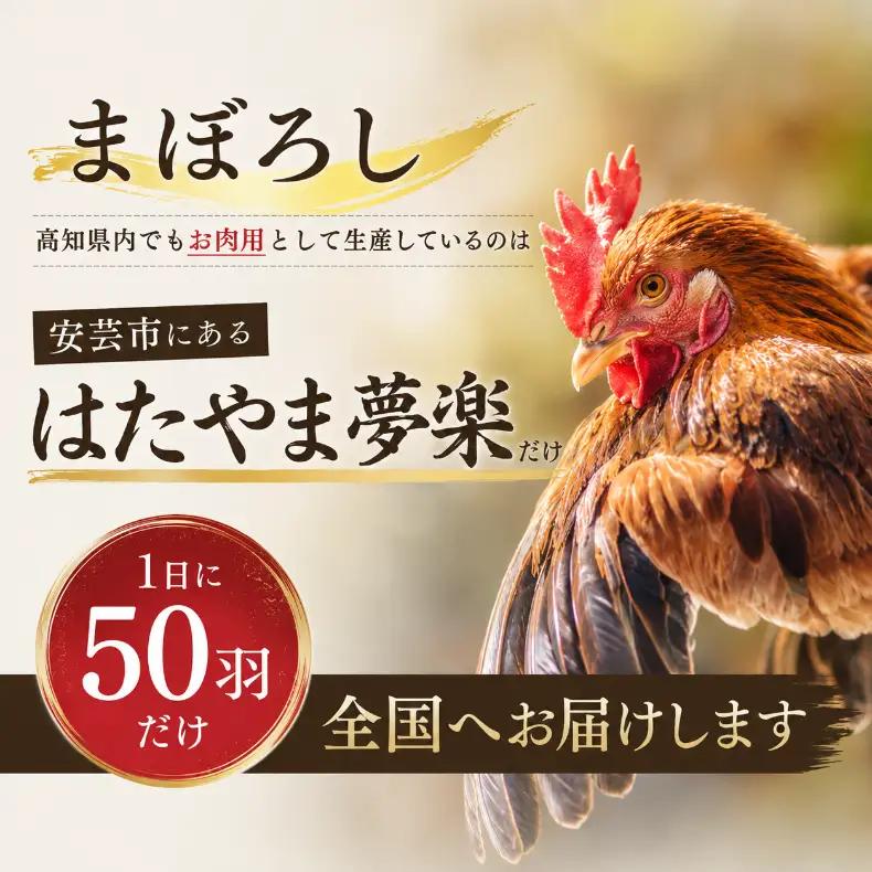 地鶏 土佐ジロー 【10月発送】 1羽 ( 正肉 肝 がら ) 卵 10個 セット 地鶏