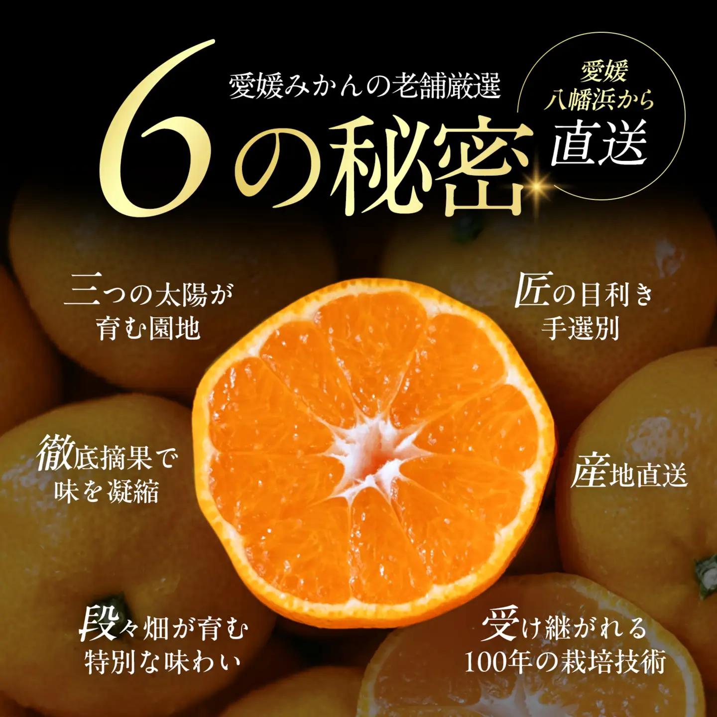 【先行受付】【小玉サイズ限定】五代目が厳選した愛媛みかん 20kg【愛媛県川上産】【H70-105】【1677122】 YWTK104