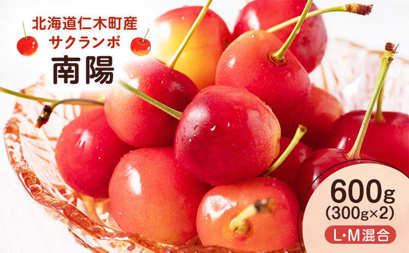 北海道 仁木町産 さくらんぼ 南陽 600g （300g×2） L・M混合　旬の果物 サクランボ チェリー フルーツ 果物 果物類 ギフト 仁木町 仁木 [UMIX FARM]