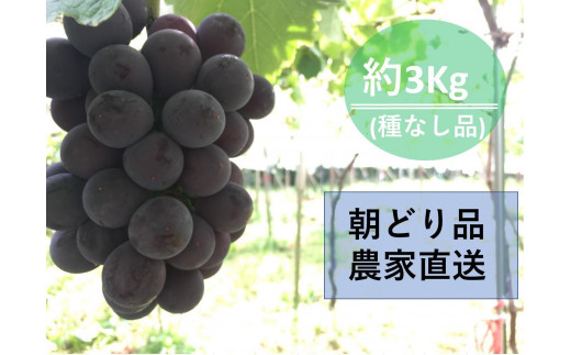 
                  【農家直送（収穫日に発送）】種無し巨峰　◆約３ｋｇ（5～7房）| 先行予約 巨峰 種なし ぶどう 食べ比べ 詰め合わせ 約3kg 5～7房 農家直送 収穫日発送 新鮮 フルーツ 果物 お取り寄せ 季節限定 愛知県 豊田市
                