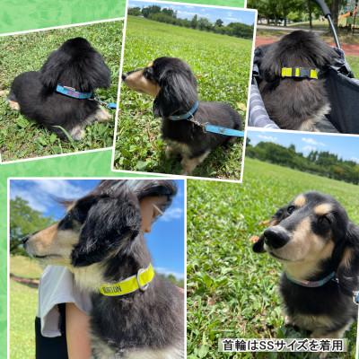 ふるさと納税 三郷市 「Onburt」お仕立券 刺繍 名入れ オリジナル 犬 お散歩 首輪リードセット 小型 中型 |  | 02