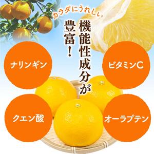八朔 （はっさく） 1kg+250g（傷み補償分） / 八朔 八朔 八朔 和歌山 柑橘はっさく 晩柑はっさく ※2026年1月上旬～順次発送予定 【ikd220】