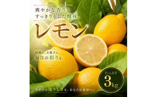 【選び抜いた一箱】 香り際立つ 【レモン】 3kg 愛媛県産 【2027年1月中旬頃から順次発送】 | れもん レモン lemon 檸檬 訳あり フルーツ 柑橘 果物 おすすめ お勧め お取り寄せ ギフト 愛媛県 松山市