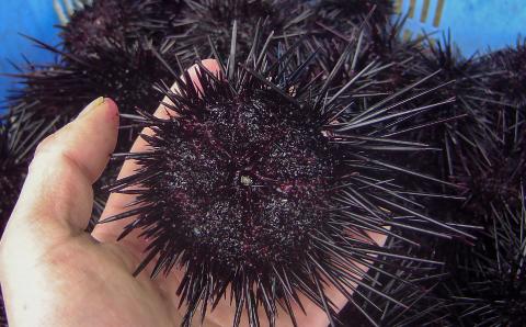 ★予約受付★【花光】淡路島の極上ウニ！天然黒ウニ（板入５枚）【無添加・ミョウバン不使用・期間/数量限定】◆３月中旬以降発送開始