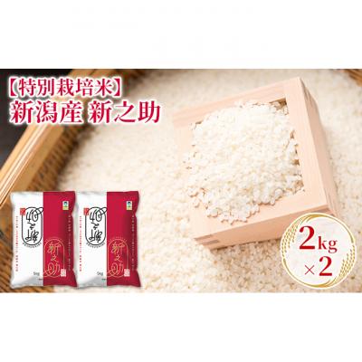 ふるさと納税 新潟市 【特別栽培米】新潟産新之助 2kg×2 [54070975]