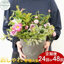 【ふるさと納税】季節の 寄せ植え 12ヵ月定期便 【 定期便 月2回 全 24回 or 月4回 全 48回 お届け】回数が 選べる 季節のお花 便り付き 花束 お祝い 記念日 クリスマス 贈り物 花 プレゼント 花工房 パルテール