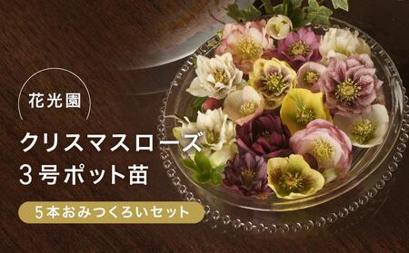 花光園 クリスマスローズ 3号ポット苗5本おみつくろいセット｜ 花 お花 フラワー 人気花 おすすめ花 花セット 横浜市お花 花クリスマスローズ 花５本 おすすめクリスマスローズ ローズ 人気 おすすめ