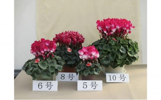 シクラメン 6号鉢（18cm） ますだ農園【お届け：11月～12月】 花 植物 フラワー F4N-1399