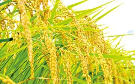 【令和7年産】【3ヶ月定期便】元気つくし お米  合計15kg (5kg×3回)【2025年11月上旬から順次発送予定】