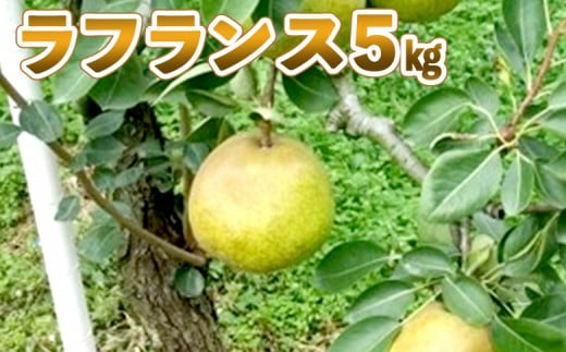 【先行予約】 ラフランス 5kg 洋ナシ 洋梨 先行予約 梨 なし ナシ 西洋梨 ラ・フランス 果物 くだもの フルーツ デザート ふるさと納税 宮城県 白石 白石市【1211102】