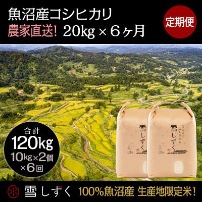 ふるさと納税 十日町市 【毎月定期便】中里地域限定!魚沼産コシヒカリ 20kg(10kg×2袋)×6回 合計120kg全6回