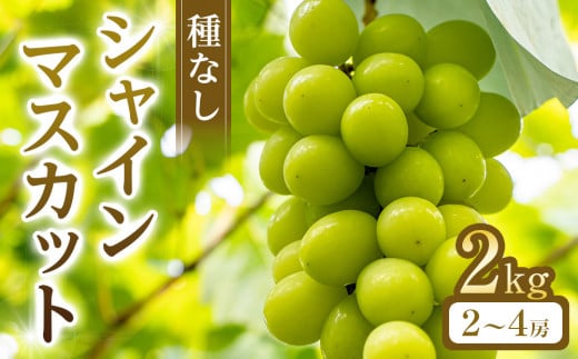 269.【先行予約】シャインマスカット(種無し) 2kg前後 ※2025年8月下旬～9月下旬頃に順次発送予定【先行予約 シャインマスカット マスカット 葡萄 ぶどう 果物 フルーツ くだもの 鳥取県 北栄町 おすすめ 人気 送料無料】