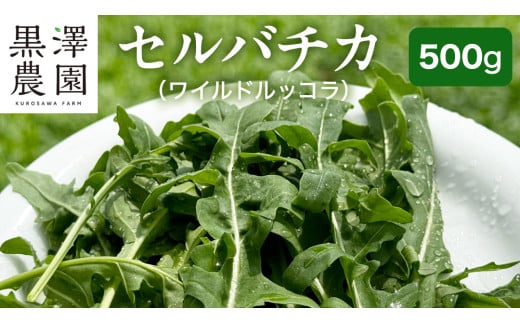 つくばみらい市 で栽培した セルバチカ ( ワイルドルッコラ ) 500g サラダ さらだ ルッコラ ハーブ 新鮮 国産 辛い セルバチコ ベビーリーフ イタリア野菜 イタリア料理  イタリアン パスタ 高級 トッピング 大容量 たっぷり