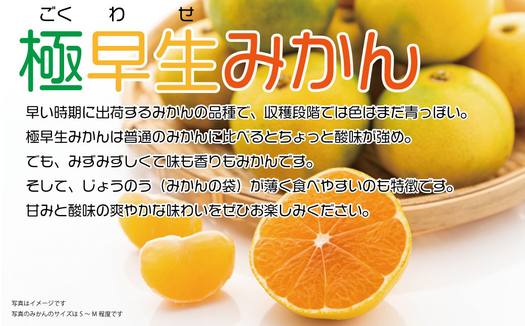 【2022年9月～11月上旬まで発送】 産地直送！福岡県オリジナル品種 極早生みかん『早味かん』 約5kg みかん