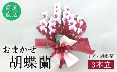 おまかせ 胡蝶蘭 (ミディ 胡蝶蘭 3本立) 糸島市 / はざま園芸 [AND005] 鉢花 鉢花 鉢花 鉢花 鉢花 鉢花 鉢花 