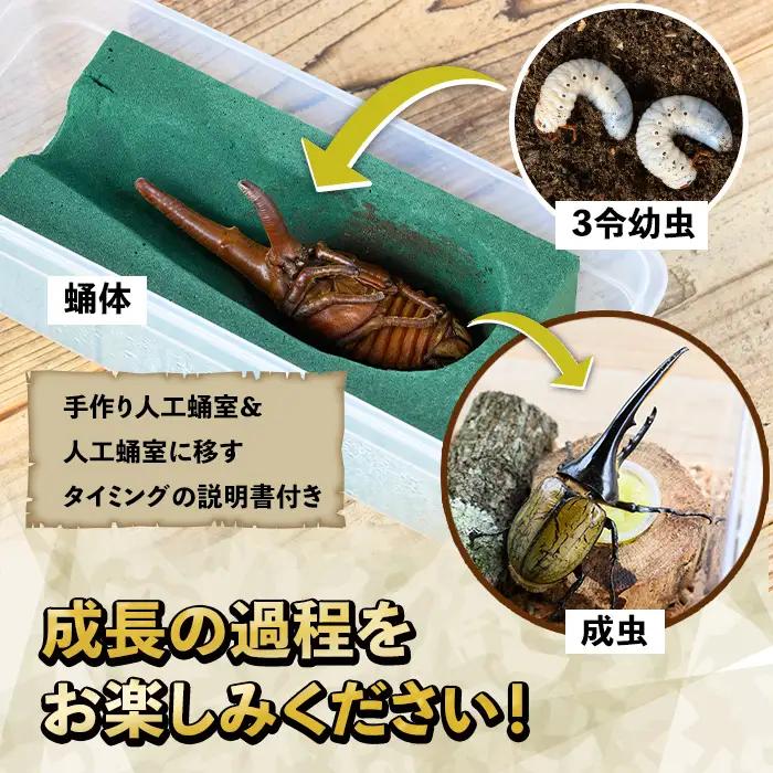 【B76001】ヘラクレスオオカブト (ヘラクレスヘラクレス) 3令幼虫ペア(オスメス) 人工蛹室付 鹿児島 ヘラクレス カブトムシ かぶとむし 雄 オス 昆虫 虫 むし 幼虫 生体 飼育 生き物 生