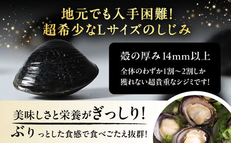 【全12回定期便】地元でも入手困難なレアサイズ！ Lサイズ 宍道湖産ヤマトシジミ(冷凍砂抜き済み)1kg×2袋(2kg) 島根県松江市/宍道湖漁業協同組合[ALAZ011]