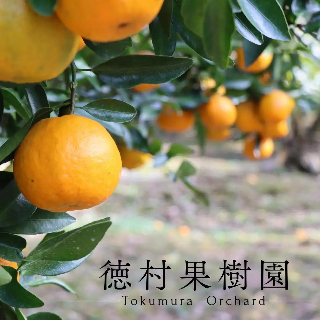 徳村の訳ありぽんかん サイズおまかせ ＜5kg＞