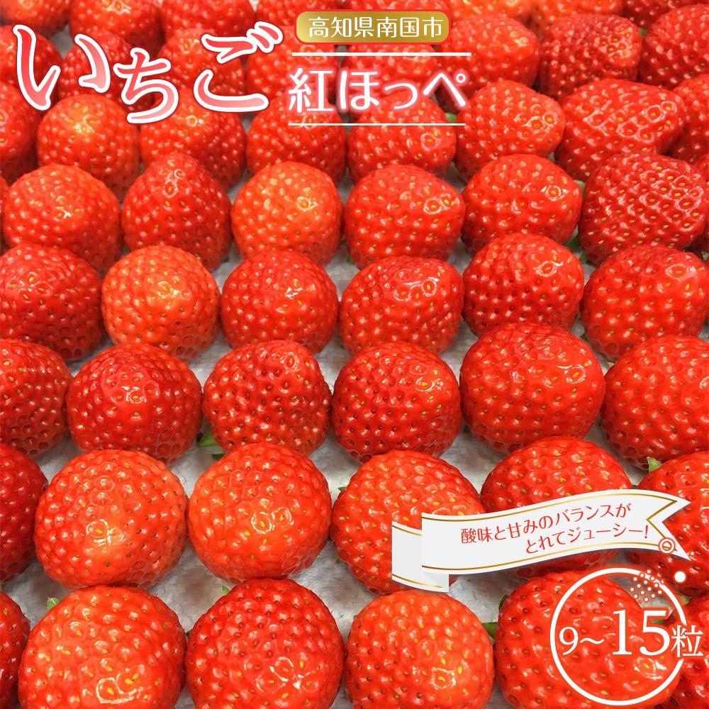 【ふるさと納税】 先行予約 いちご 紅ほっぺ 贈答品 1箱（1パック：9～15粒） 2026年1月発送開始 | 高級 厳選 こだわり 贅沢 贈り物 ギフト プレゼント 限定 お取り寄せ 苺 いちご 果物 くだもの フルーツ 人気 旬 甘い 大粒 高糖度 産地直送 期間限定 高知県 南国市