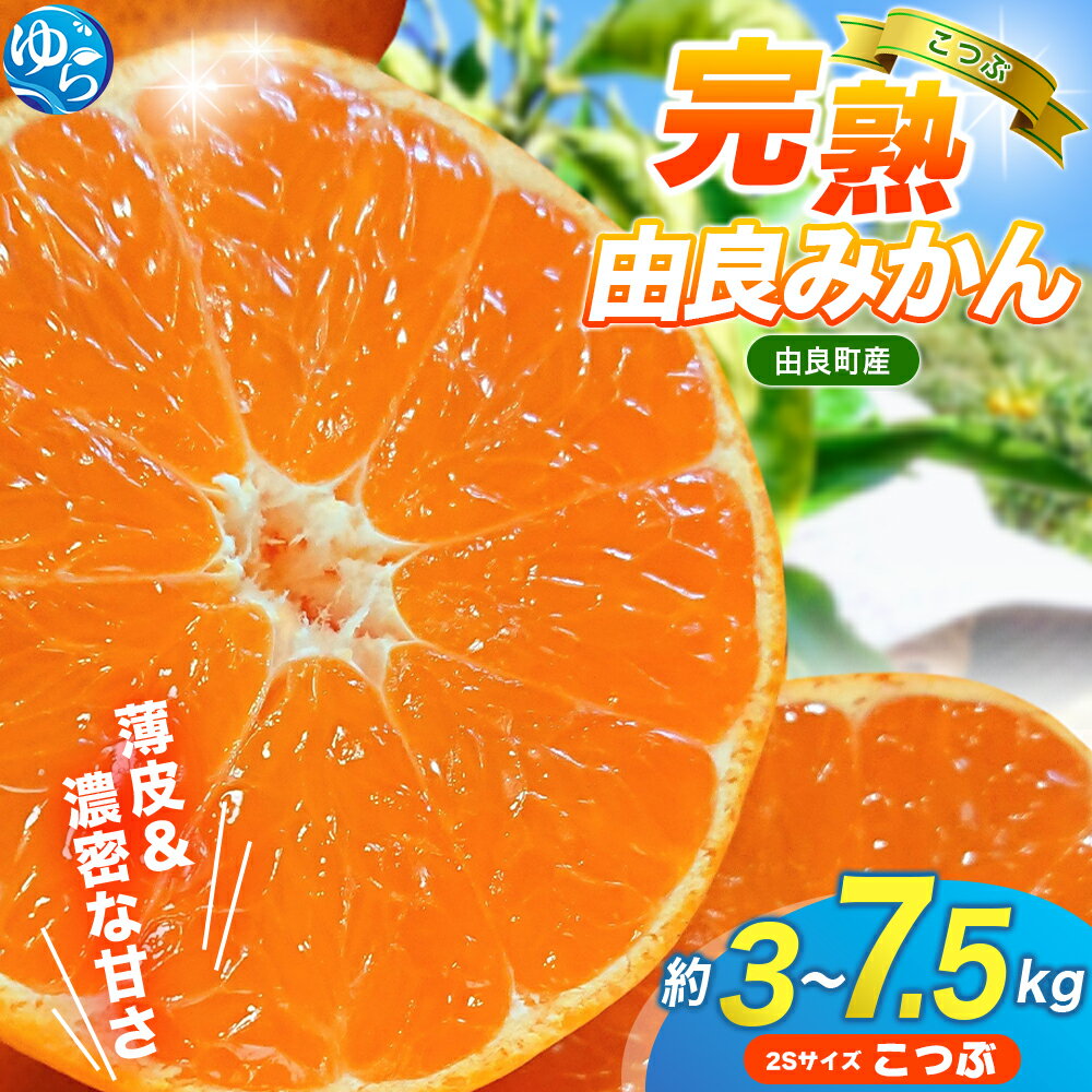 【ふるさと納税】 【評価4.8超！】 みかん 小玉 完熟 「由良みかん」 / 温州 みかん こつぶ 小粒 和歌山 甘い 高級 3kg 5kg 7.5kg ※2025年11月下旬頃から順次発送予定(お届け日指定不可)