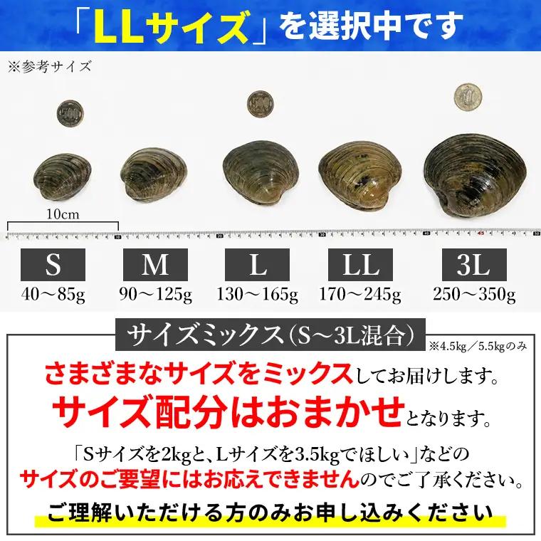 漁師直送！活ホンビノス貝5.5kg（LLサイズ）