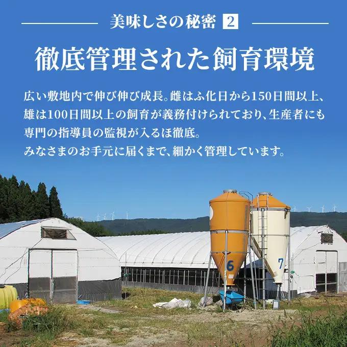 焼き鳥15本セット 秋田県産 比内地鶏 焼き鳥