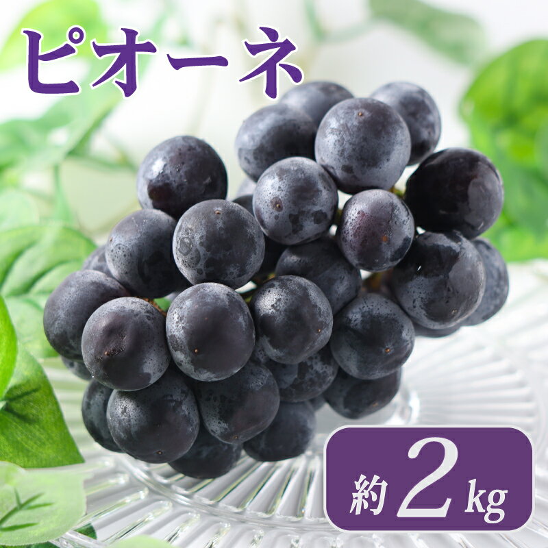 【ふるさと納税】 ピオーネ 約2kg 3～6房 ぶどう 葡萄 ブドウ フルーツ 果物 くだもの 果実 フルーツ 旬 旬の果物 デザート スイーツ おやつ ゼリー ジュース 人気果物 人気フルーツ ランキング 香川 丸亀
