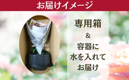 バラ 花束 35本 定期便 6カ月コース