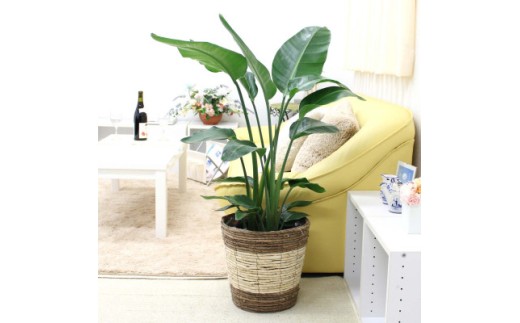 【観葉植物】オーガスタ 8号 ストライプバスケット鉢カバー 土の表面：ウッドチップ 【観葉植物 インテリア 部屋 おしゃれ 福岡県 筑前町 送料無料 AG033】