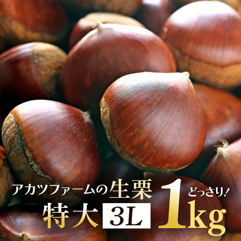 【ふるさと納税】アカツファームの生栗 特大 3Lサイズ 1kg 栗 笠間 栗 くり 生栗 大きい 大粒 茨城 国産 国産栗 和栗 甘栗 栗ご飯 栗きんとん 栗おこわ 甘露煮 マロン 秋 旬 おやつ スイーツ きんとん 冷蔵 保存料不使用 無添加 ギフト 茨城県 笠間市 送料無料
