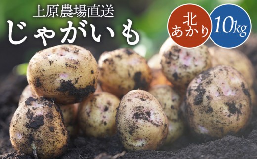 
                  上原農場直送　じゃがいも（北あかり） 10kg【S～2Lサイズ混合】｜ いも おいも 芋 イモ ジャガイモ ポテト キタアカリ　予約 オンライン 申請 ふるさと納税 北海道 中標津 野菜 根菜 産地直送 新鮮 採れたて ポテトサラダ コロッケ ポタージュ 10キロ 中標津町【6600401】
                