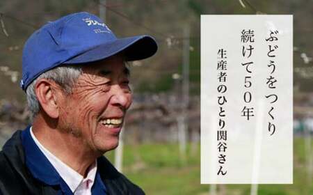 長野県産 種無し巨峰 約3kg 5～8房 ［小布施屋］ 果物 フルーツ ぶどう 葡萄 令和8年産【2026年9月上旬～10月発送】