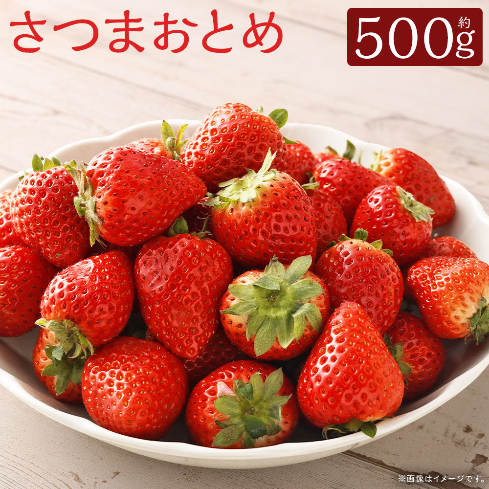 【ふるさと納税】 さつまおとめ 約250g×2トレー 合計 約500g いちご 苺 フルーツ 果物 冷蔵 イチゴ 果実 くだもの デザート 旬 新鮮 鹿児島県 薩摩川内市 送料無料 【2027年1月中旬から3月上旬発送予定】 AS-0150