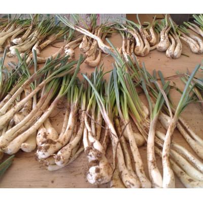 ふるさと納税 糸満市 【畑人市場】 土付き 生 島らっきょう 約5kg