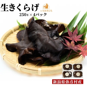 弥彦村産 越のうさぎ 生きくらげ(250g×4パック) | 生きくらげ 新潟県