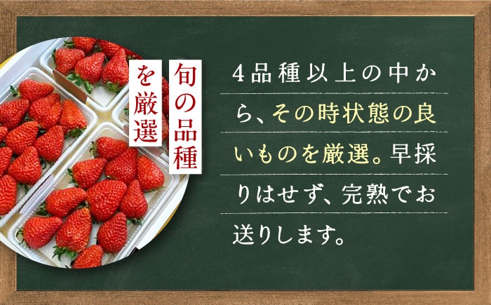 【先行予約】季節のイチゴ詰め合わせ 400g×4パック ＜2026年4月下旬以降発送＞ ／ いちご イチゴ 苺 果物 フルーツ 国産 産地直送 農家直送【周年観光農園エコファームうちこ】 [BKBW0