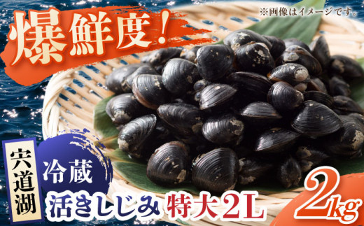 鮮度抜群の貴重な特大粒！ 宍道湖産しじみ2Lサイズ2kg(生鮮･砂抜済･活しじみ)鮮度抜群でお送りする･貴重な特大粒！ 島根県松江市/有限会社藤本米穀店 [ALCG009]