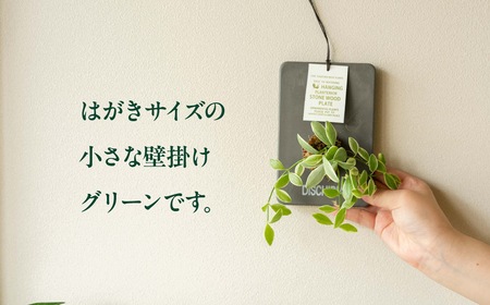 ストーンウッドプレート グレー 土無し インテリア 緑 グリーン 植物 簡単 初心者 かわいい 自然 おしゃれ 送料無料 Green Walk グリーンウォーク 愛知県 豊橋市