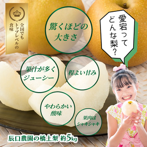 1303R_【先行予約】令和7年発送 /辰口農園の橋上梨約5kg(品種:愛宕)
