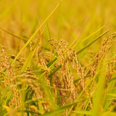 ふるさと納税 上越市 令和7年新潟県上越産　桑谷ファーム/桑谷米(棚田米コシヒカリ)白米5kg |  | 01