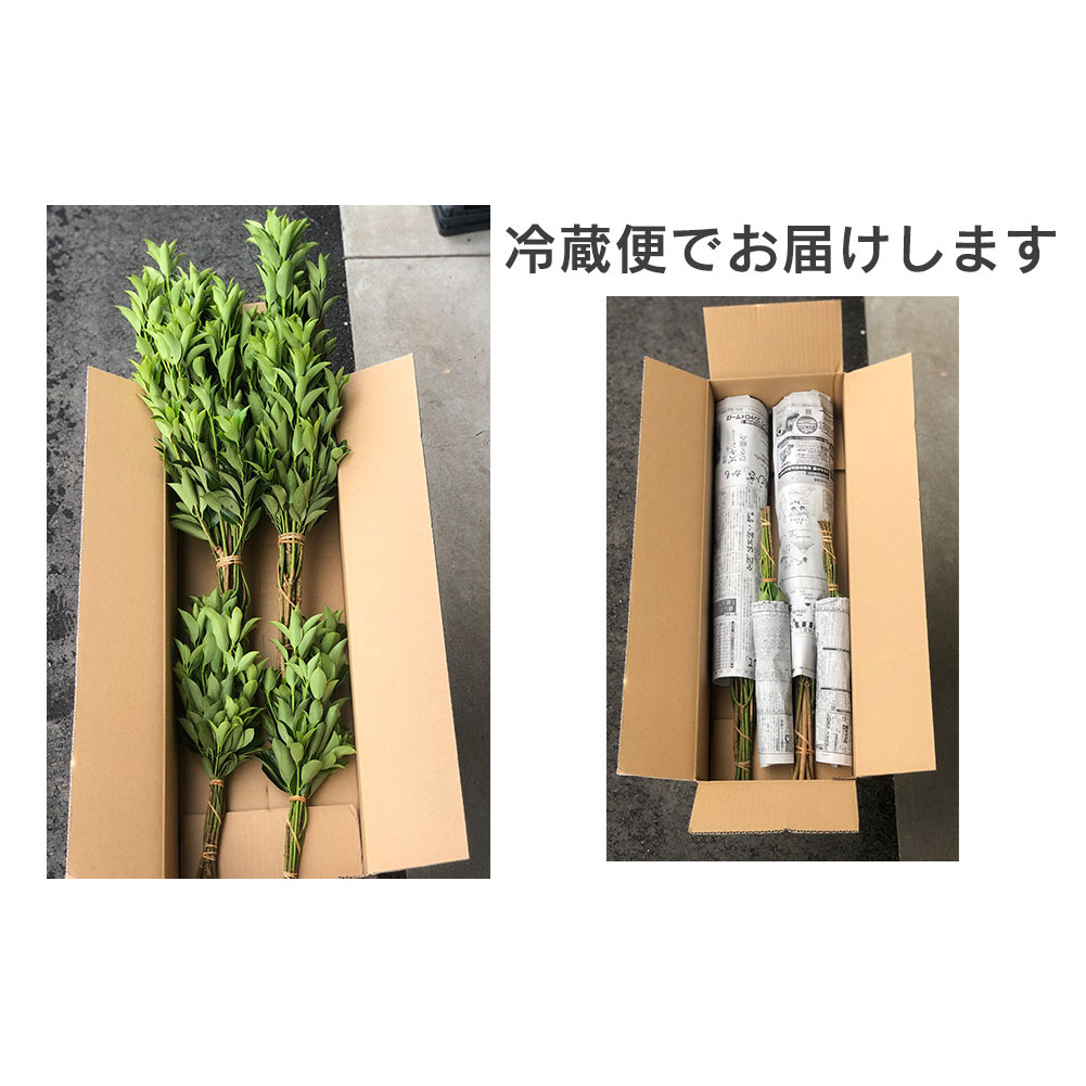 しきみ しきび 4束 セット 70cm 40cm 各2束 [中村しきみ園 宮崎県 美郷町 31ay0003] 樒 シキミ 彼岸 お墓 おしきみ お彼岸 墓参り 宮崎県産 産 冷蔵便_イメージ5