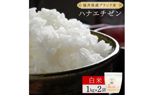 【定期便6回】福井県産 ハナエチゼン 精米 2kg（1kg×2）＜令和8年産＞【新米 米 コメ お米 ご飯 飯 華越前 ブランド米 国産】[095-t06-a226]