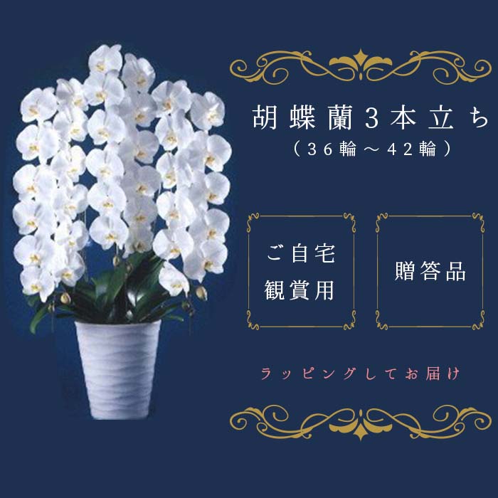 【ふるさと納税】T05501「喜びの、おひざもと。」胡蝶蘭　3本立ち（36輪～42輪）（配達エリア：千葉県全域・東京都23区・神奈川県（横浜市・川崎市）限定）