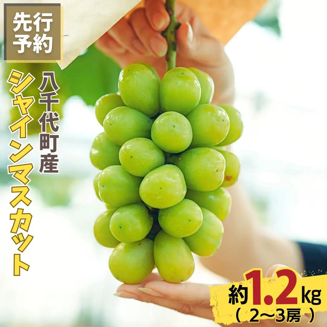 9月上旬発送 八千代町産 シャインマスカット 約1.2kg ブドウ 先行受付